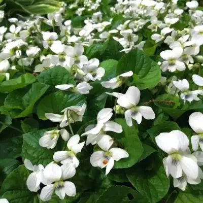 Фиалка АЛЬБИФЛОРА сестринская в Колодищи