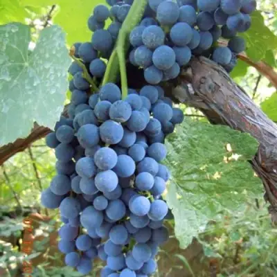 Виноград ВЕНУС в Колодищи