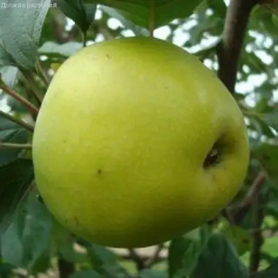 Яблоня КОШТЕЛЯ в Колодищи