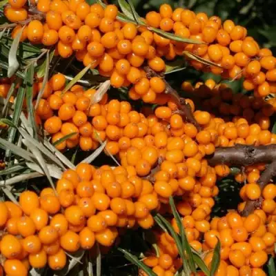 Облепиха АЛТАЙСКАЯ в Колодищи