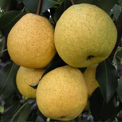 Груша ВЕЛИКАЯ ЛЕТНЯЯ (БОЛЬШАЯ ЛЕТНЯЯ) в Колодищи