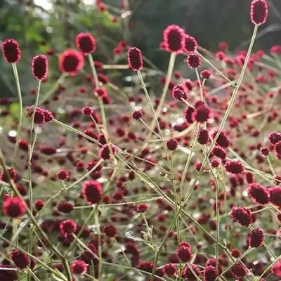 Кровохлебка ЧОКОЛАТ ТИП в Колодищи