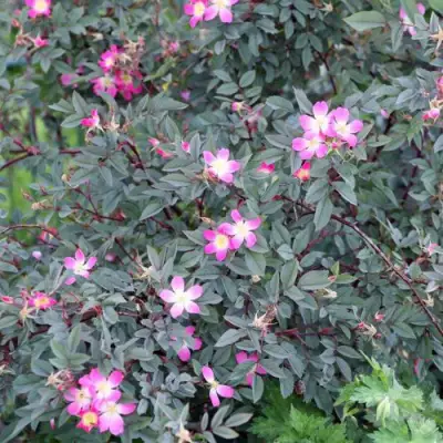 Роза сизая в Колодищи