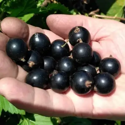 Смородина черная ЧЕРНООКАЯ в Колодищи