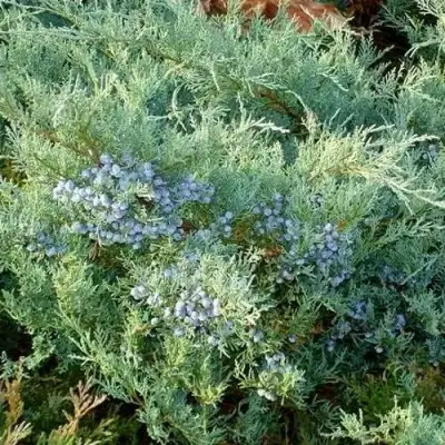 Можжевельник ГРЕЙ ОУЛ виргинский  в Колодищи