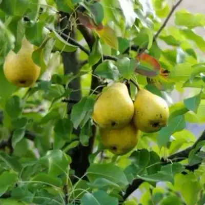 Груша ВИЛИЯ в Колодищи