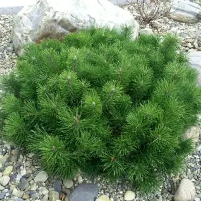 Сосна горная МУГУС в Колодищи