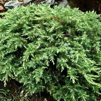 Можжевельник ШЛЯГЕР прибрежный в Колодищи