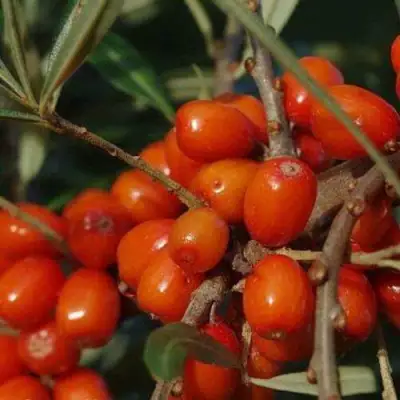 Облепиха ВОРОБЬЕВСКАЯ в Колодищи