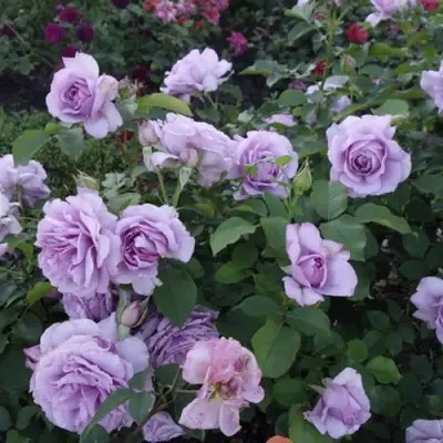 Роза ЛАВ СОНГ флорибунда в Колодищи