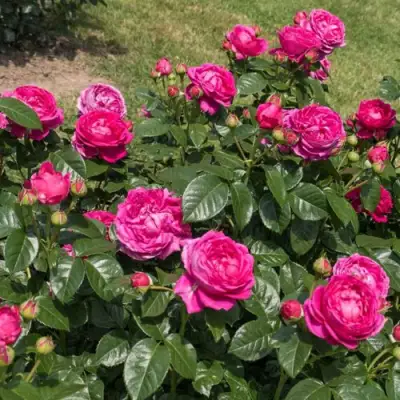 Роза АНУШКА чайно-гибридная в Колодищи