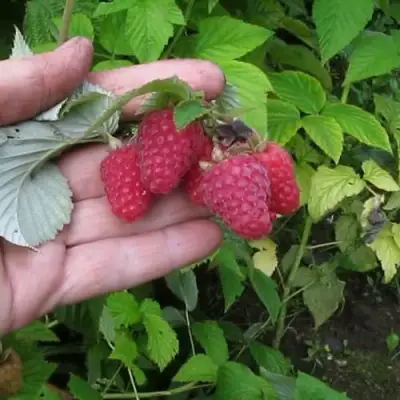 Малина КОРПИКО в Колодищи