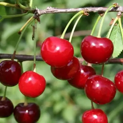 Вишня ХАРИТОНОВСКАЯ в Колодищи