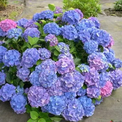 Гортензия БОДЕНСИ крупнолистная в Колодищи