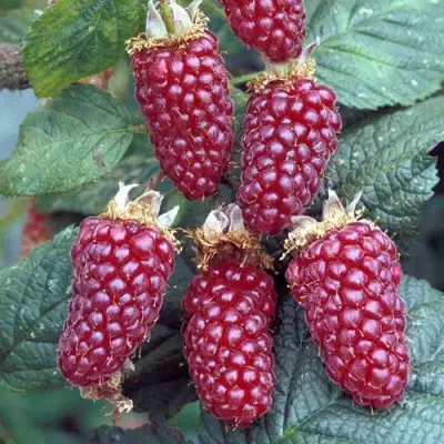 Ежемалина ТАЙБЕРРИ в Колодищи