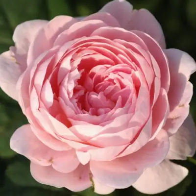 саженцы розы КУИН ОФ СУИДЕН