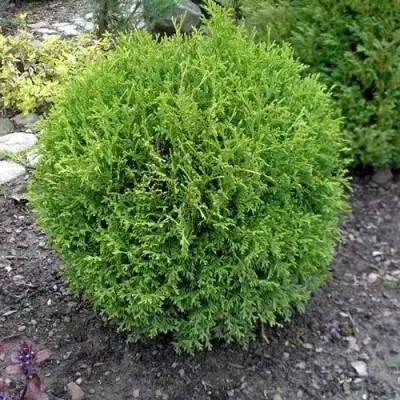 Туя ХОЗЕРИ западная в Колодищи