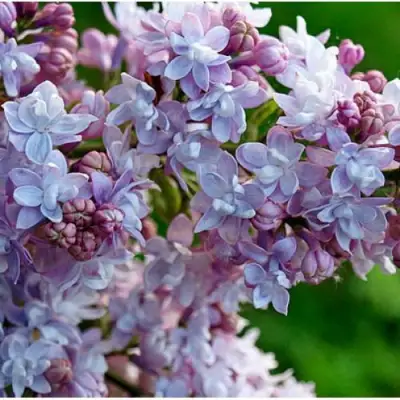 Сирень ПАМЯТЬ О ВАВИЛОВЕ в Колодищи