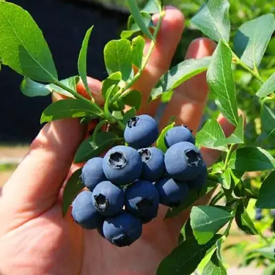 Голубика НОРТ КАНТРИ в Колодищи