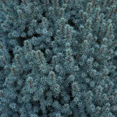 Ель САНДЕРС БЛЮ канадская в Колодищи