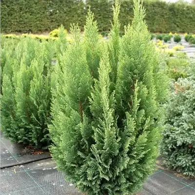 Кипарисовик ЭЛВУДИ ЭМПАЙР лавсона в Колодищи