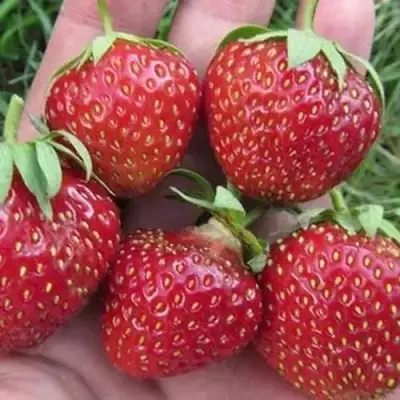 Клубника ВИМА ЗАНТА в Колодищи