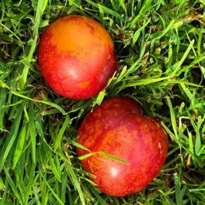 Шарафуга НЕКТАРИННАЯ в Колодищи