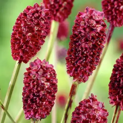 Кровохлебка ТАННА лекарственная в Колодищи