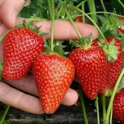 Клубника АЛЬБА в Колодищи