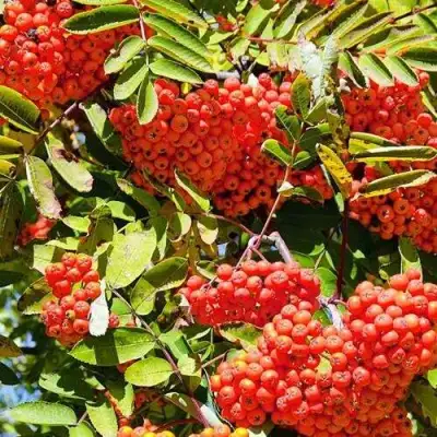 Рябина СОРБИНКА сладкоплодная в Колодищи