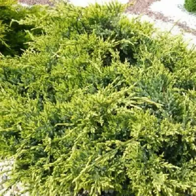 Можжевельник ГОЛД СТАР средний в Колодищи