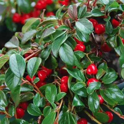 Кизильник Даммера в Колодищи