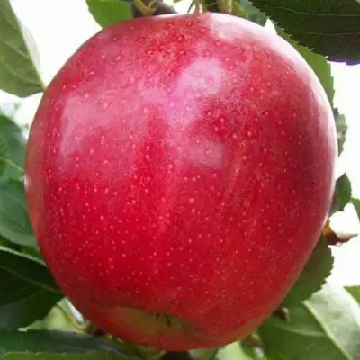 Яблоня ГАЛА МАСТ в Колодищи