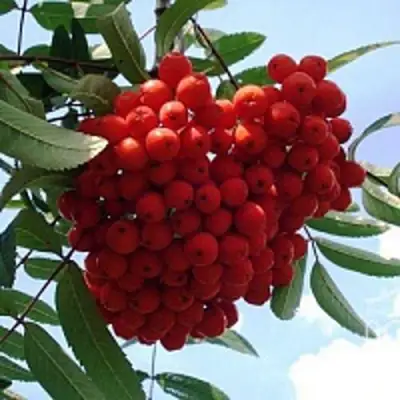 Рябина САХАРНАЯ ПЕТРОВА сладкоплодная в Колодищи