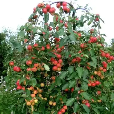 Яблоня ХЮВИНГИЕНЗИС декоративная в Колодищи