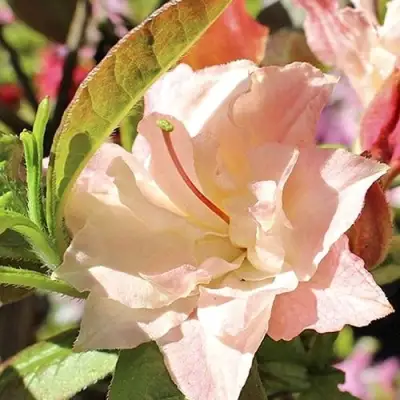 Азалия КЭННОНС ДАБЛ листопадная в Колодищи