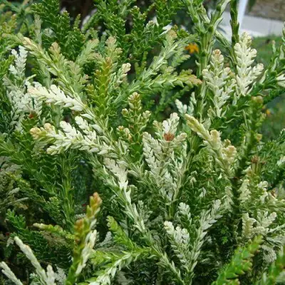 Туевик ВАРИЕГАТА долотовидный в Колодищи