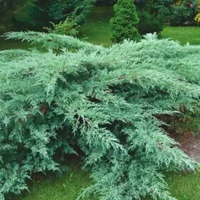 Можжевельник ГРЕЙ ОУЛ виргинский  в Колодищи
