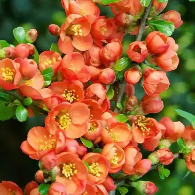 Айва ОРАНЖ ТРЕЙЛ в Колодищи