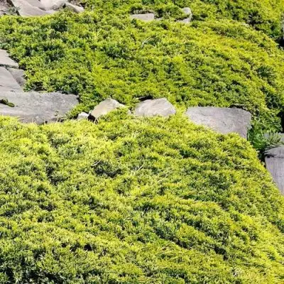 Можжевельник ГОЛДЕН КАРПЕТ горизонтальный  в Колодищи