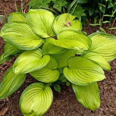 Хоста СТЕЙНД ГЛАСС гибридная в Колодищи