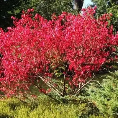 Бересклет ЕВРОПЕЙСКИЙ в Колодищи