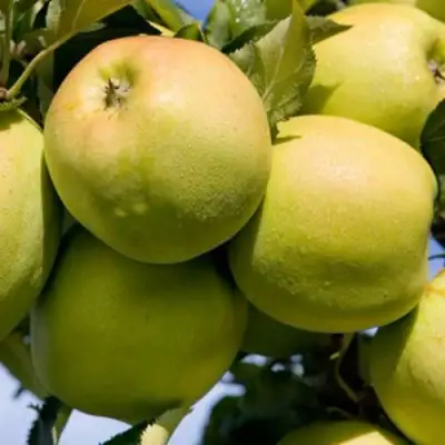 Яблоня МУТСУ в Колодищи