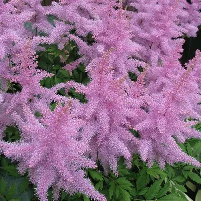 Астильба ГИАЦИНТ Арендса в Колодищи