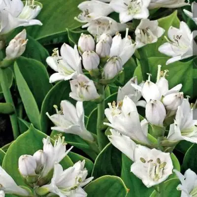 Хоста МОНСТЕР ИРЗ гибридная в Колодищи