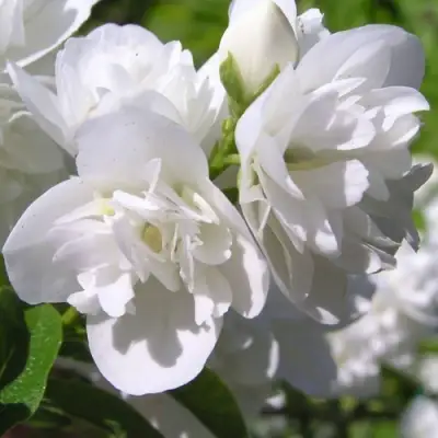 Жасмин ЖИРАНДОЛЬ в Колодищи