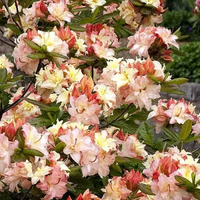 Азалия КЭННОНС ДАБЛ листопадная в Колодищи