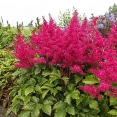Астильба САННИ ДЕЙ гибридная в Колодищи