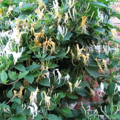 Жимолость ХАЛЛИАНА японская (Хелиана) в Колодищи