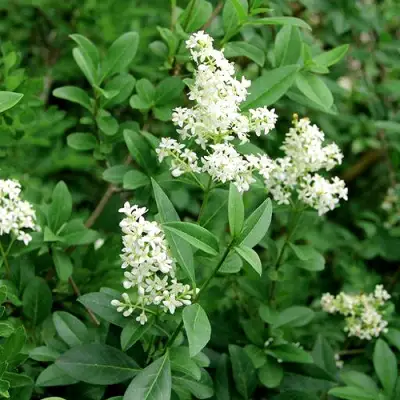 Бирючина обыкновенная АТРОВИРЕНС в Колодищи